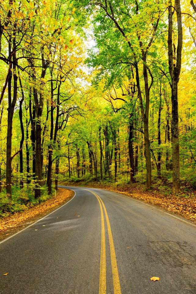 Early Fall at Low Gap