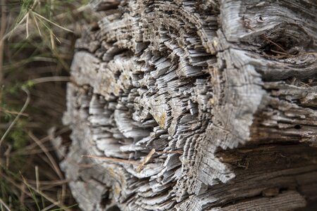 Nature wood texture old wood photo