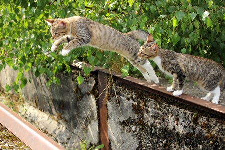 Cat baby jump young cat