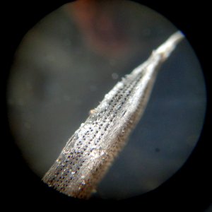 Microscopic Monday