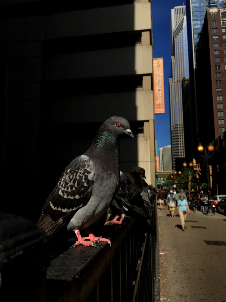 Chicago pigeon perched on fence