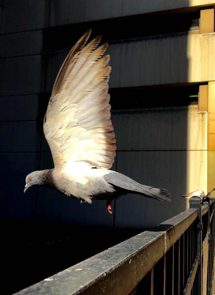 Chicago pigeon in flight