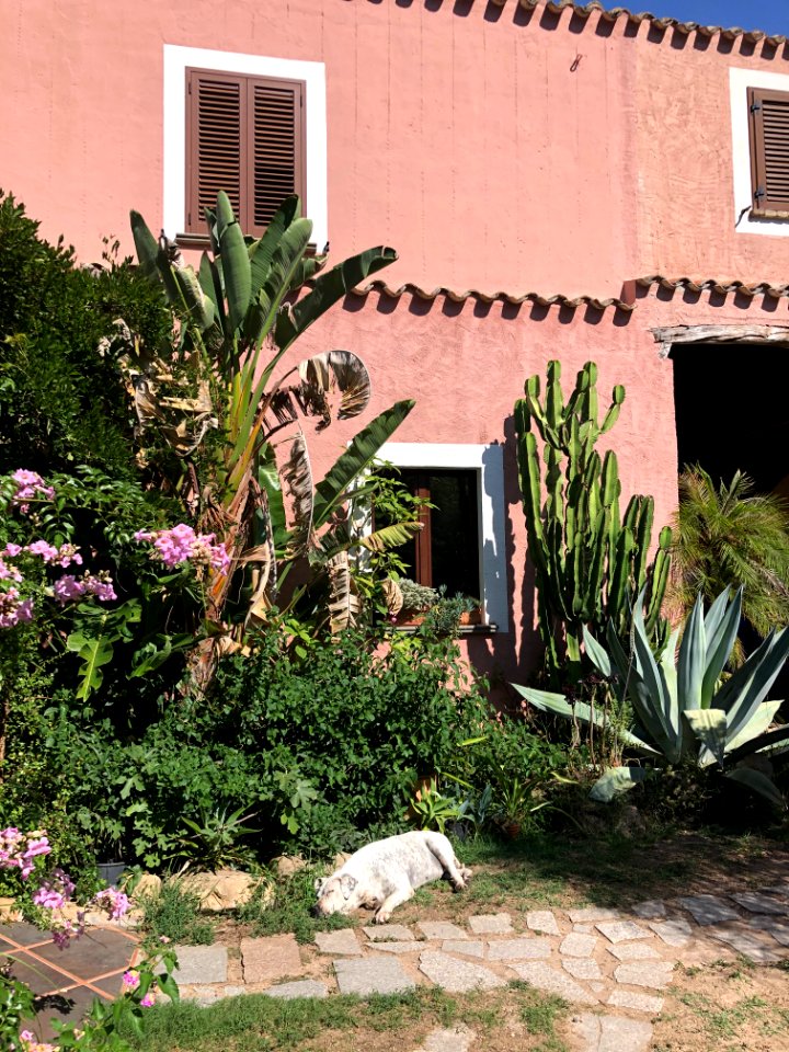 Tartarughe - Sardinia
