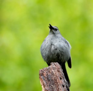 Gray Catbird