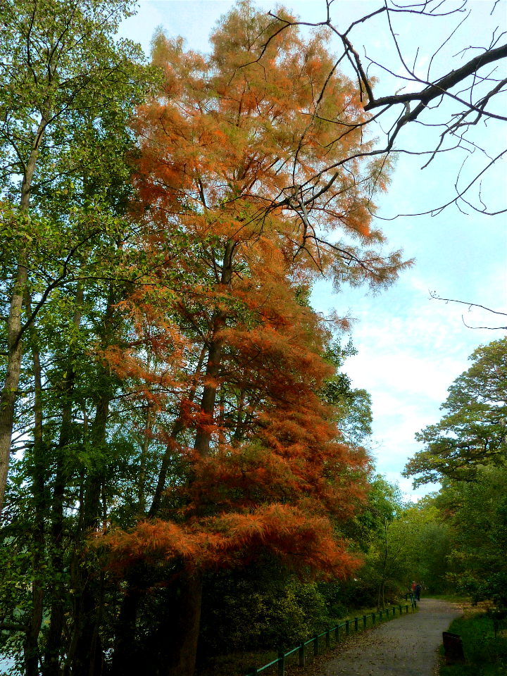 Autumn colour