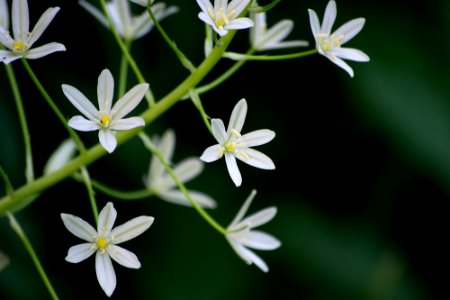 Starry little white flowers. photo