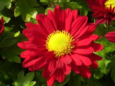 Flower chrysanthemum red