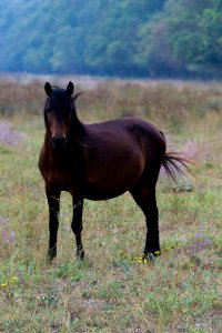 Feral bay horse photo
