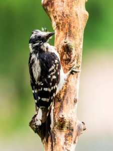 Downy Woodpecker (juvenile)