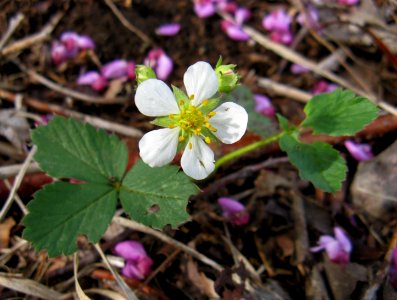 Wild Strawberry