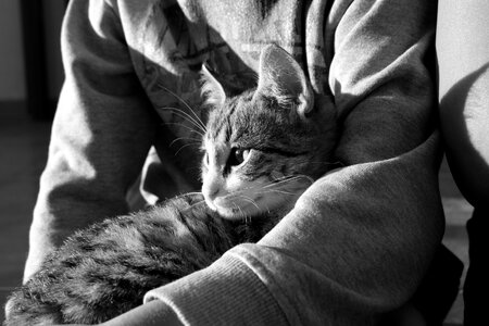 Kitten feline pet