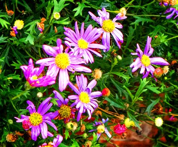 Flowers on Chena River Bank