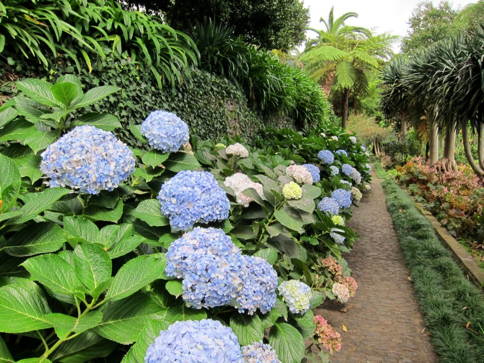 Plant floral nature