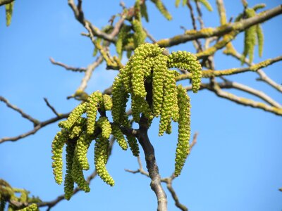 Common walnut catkins tree