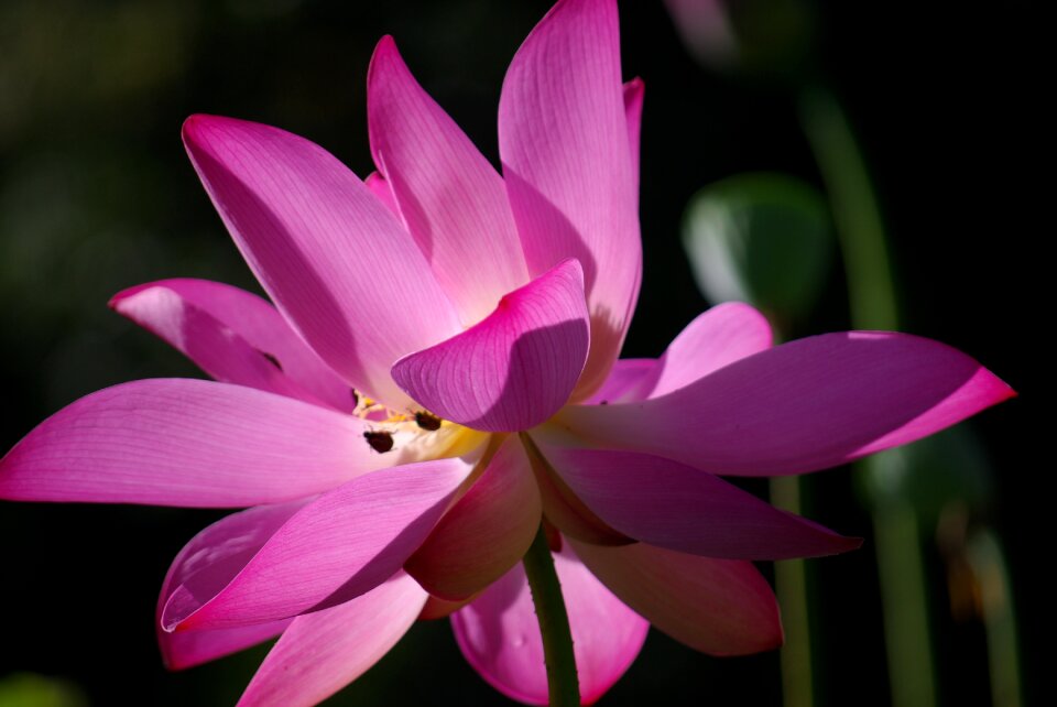 Natural green lotus
