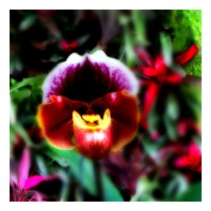 Orchid Snapshot