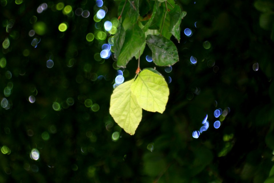 Bokeh test Domiplan 50