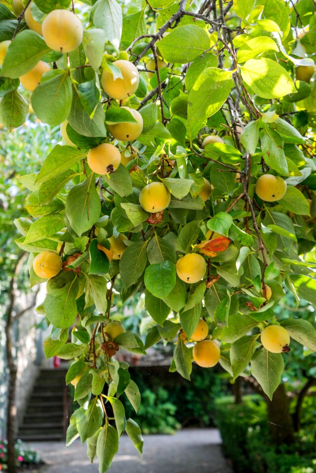 Nature fresh ripe
