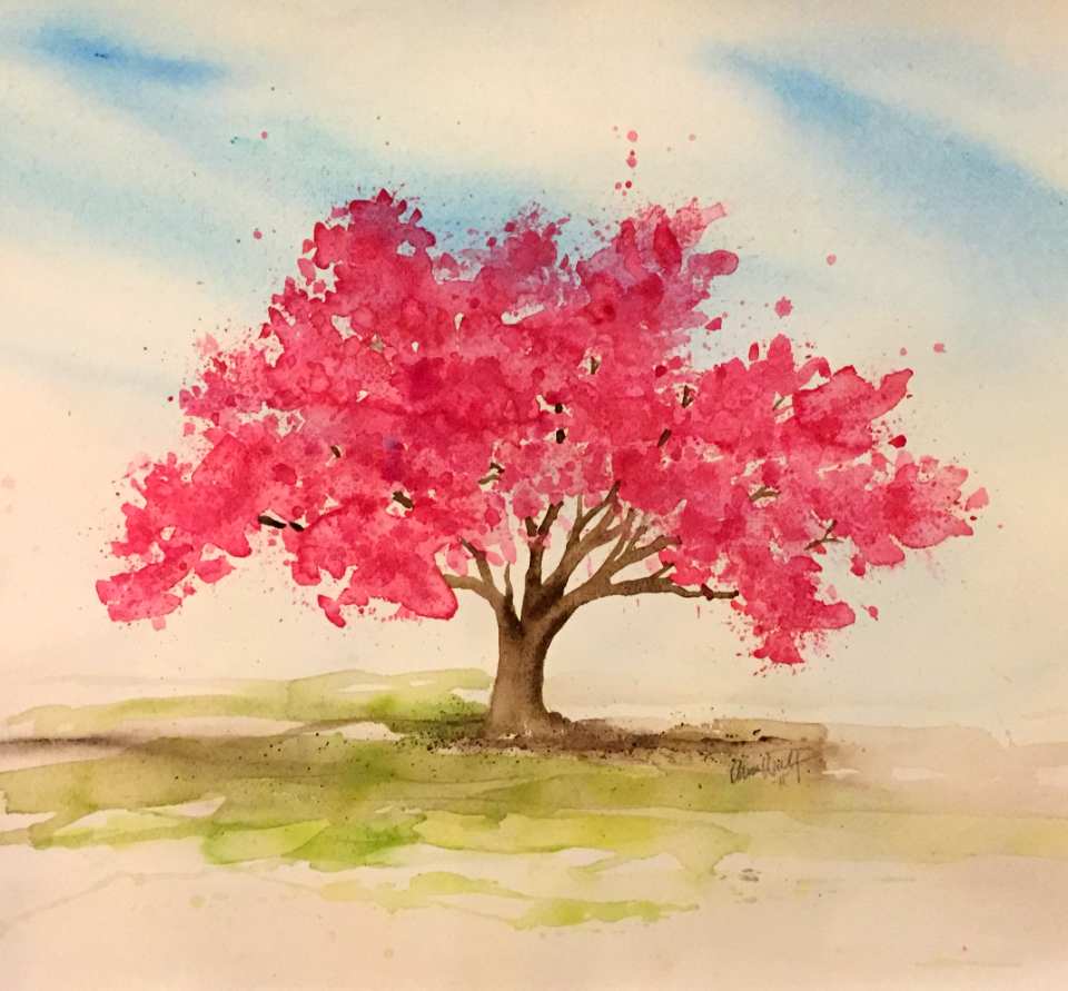 Cherry tree in spring
