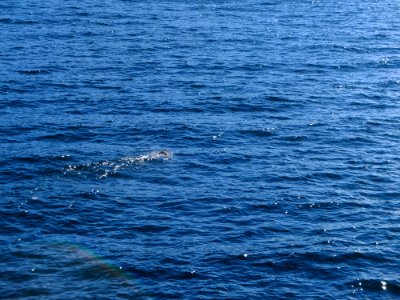 Horned Puffin