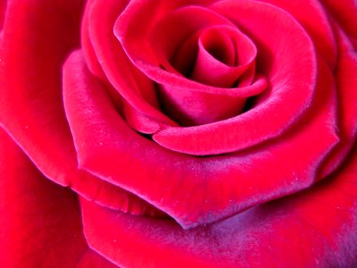 Rose petals close-up