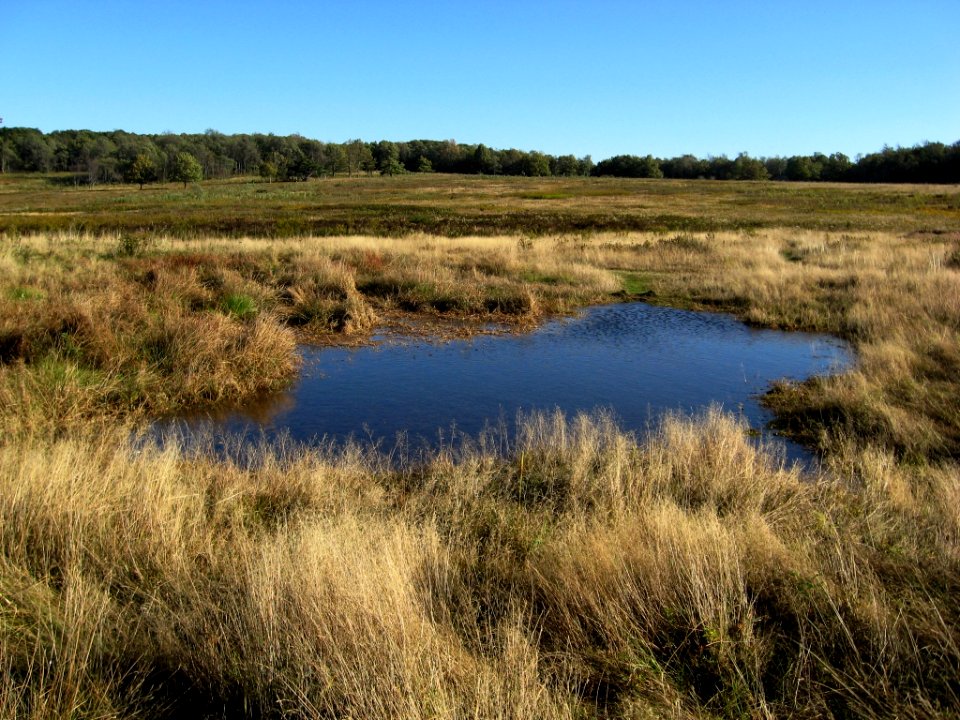 Vernal Pond - Big Meadows