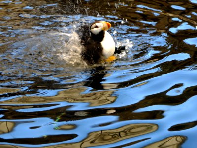 Horned Puffin Lift