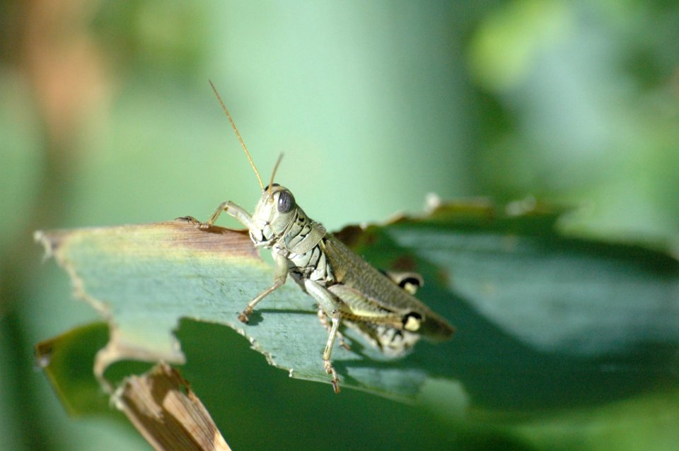 GrassHopper