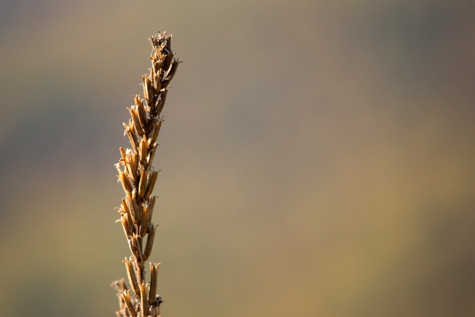 Autumn Decay