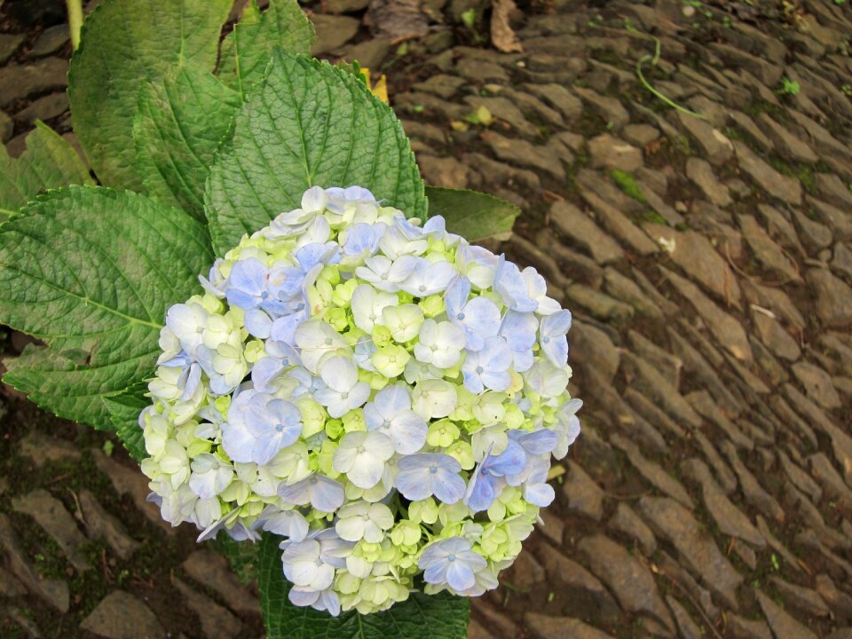 Bloom nature flower