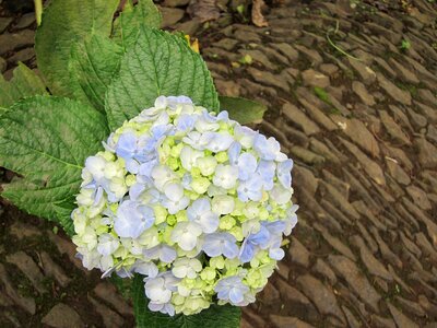 Bloom nature flower
