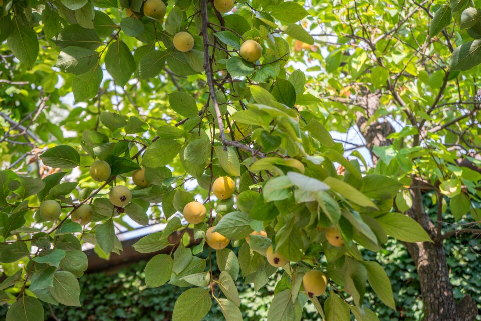 Nature fresh ripe