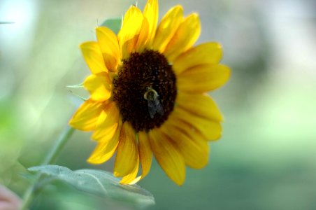 Bumble Bee & The Sunflower photo