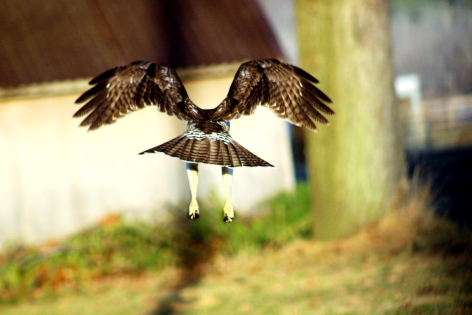 Red Tail Hawk