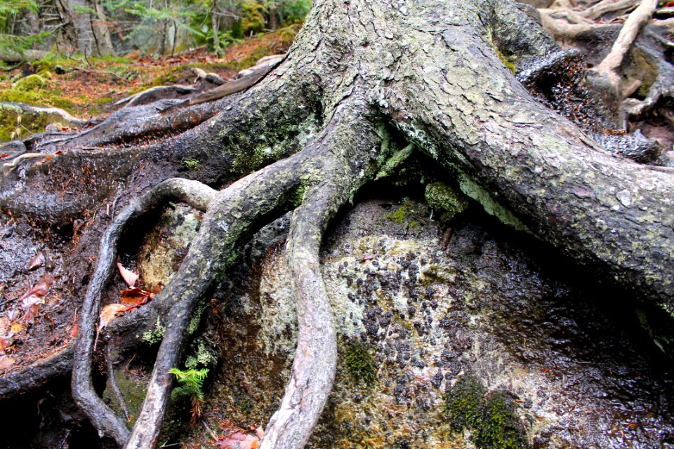 Mount Jo Hike - November 2015