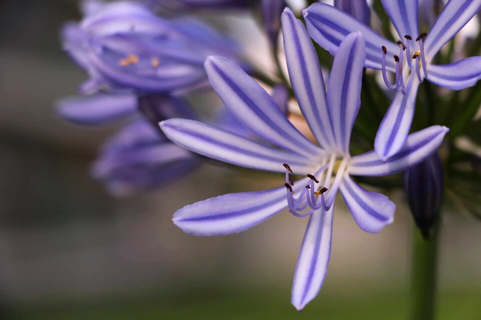 Plant nature violet photo