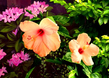 Hibiscus Pair photo