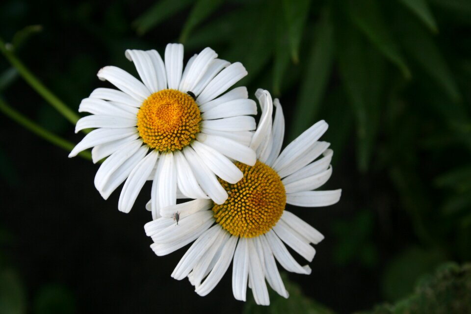 White flowers summer flowers closeup