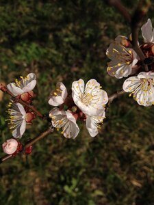 White blossoming nature