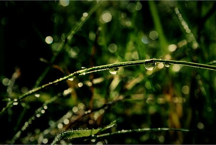 Drop of water nature plant photo