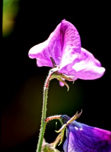 Sweet pea