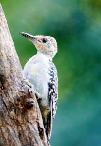 Red-bellied Woodpecker