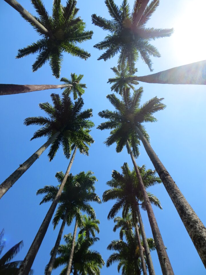 Tree tropical summer