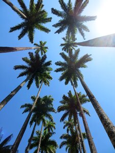 Tree tropical summer