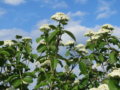 Shrub tree flora