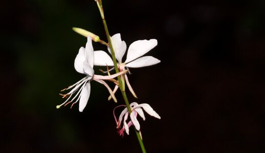 Bloom flowering stems honeysuckle photo