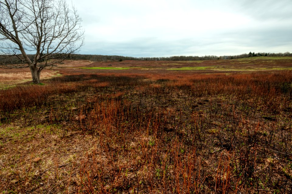 Big Meadows Green-up-Day 14