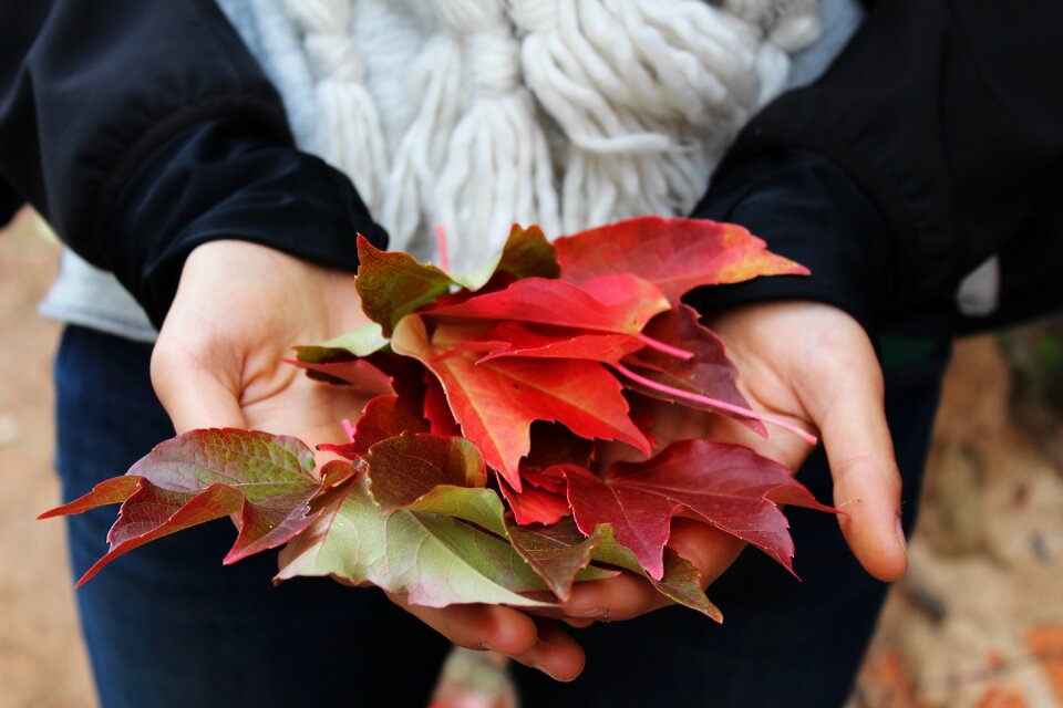 Maple autumn fall