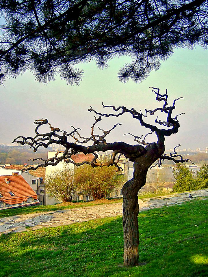 kalemegdan2