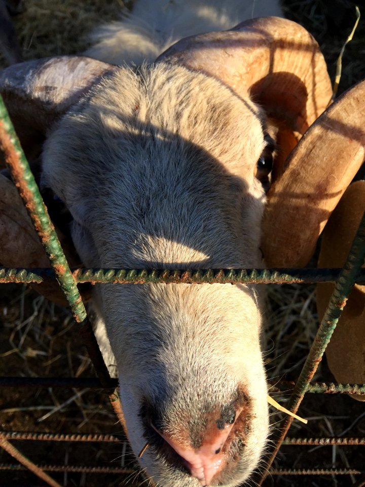 Tartarughe - Sardinia